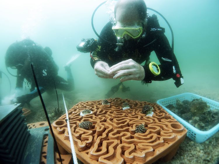 科学家开发旨在恢复珊瑚礁的3D打印人工礁盘 